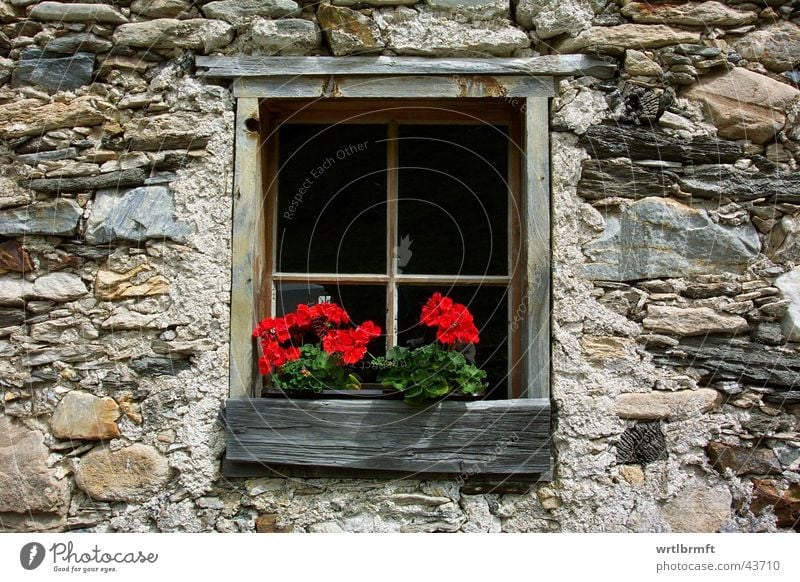 the window Flower Hut Wall (barrier) Wall (building) Window Stone Wood Old Red Window transom and mullion Chalet vacation Colour photo Exterior shot Detail Day