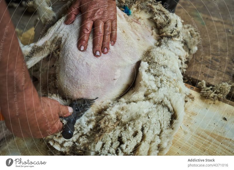 Man shearing sheep on farm man wool machine merino fluff barn tool male instrument professional work worker job material rural countryside rustic farmland