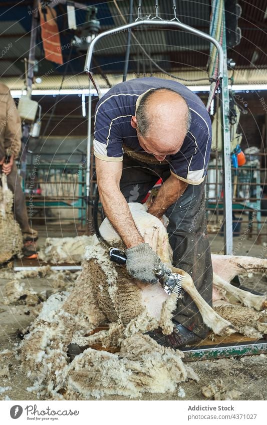 Man shearing sheep on farm man wool machine merino fluff barn tool male instrument professional work worker job material rural countryside rustic farmland