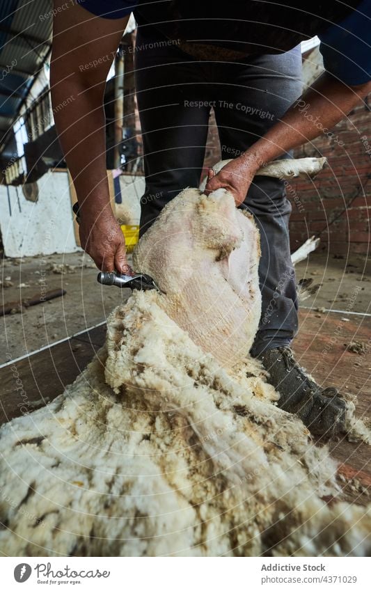 Man shearing sheep on farm man wool machine merino fluff barn tool male instrument professional work worker job material rural countryside rustic farmland