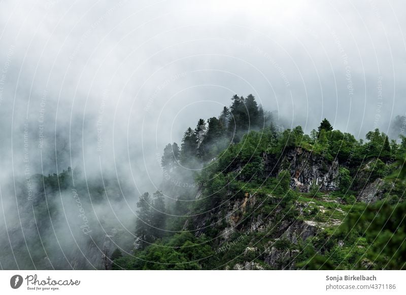 under the clouds Clouds Fog Mystic Forest mountains Rock pines Wall of rock wafts of mist Wisp of cloud High fog atmospheric Dramatic somber Mountain Nature