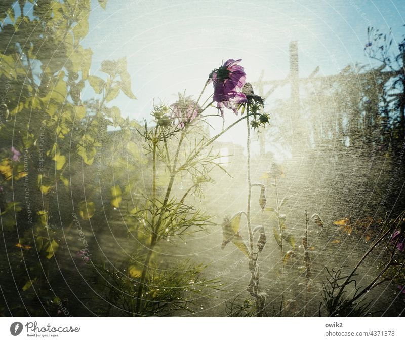 Elsewhere Garden Rain Shower Plant Damp Glittering Fresh Nature Exterior shot Deserted Cast Drops of water Wet Water Back-light Growth Detail Shaft of light