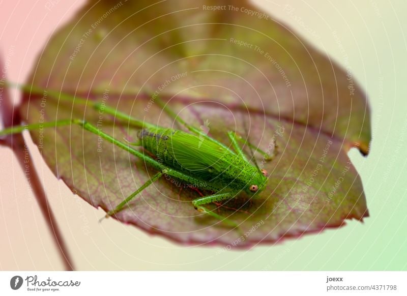 Green grasshopper on rose petal Locust Leaf Rose petal Close-up shallow depth of field Nature Macro (Extreme close-up) Deserted Plant Day haystack Exterior shot