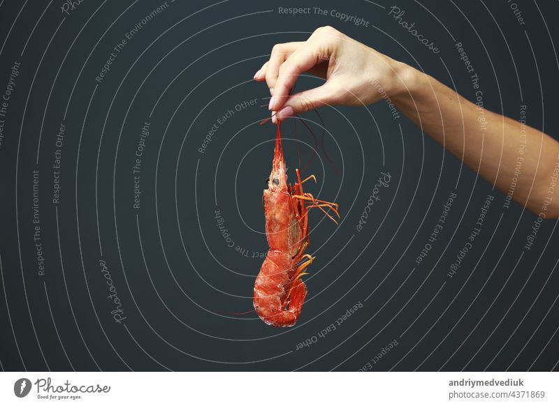 Close up of female hand holding fresh raw red langoustine, lobster, prawn or scampi on black background. Seafood for a healthy diet. copy space restaurant