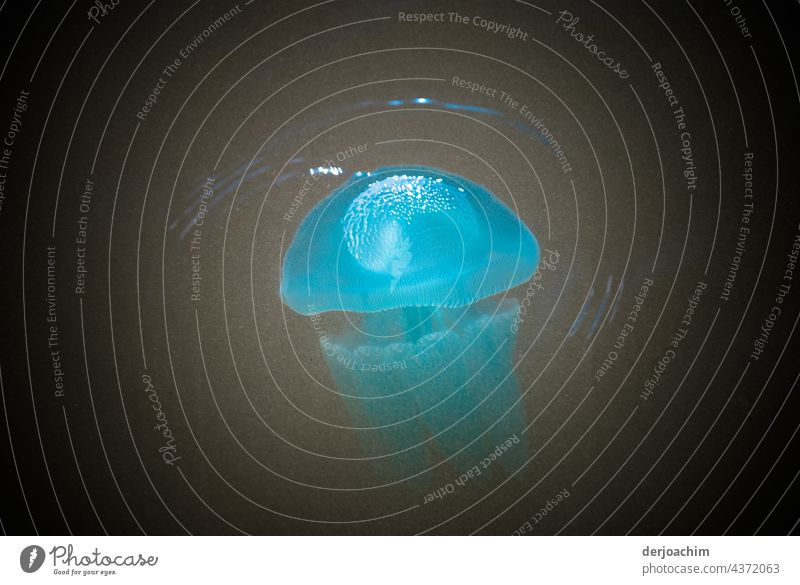 Quite calmly, a medium-sized blue jellyfish swims past me, close enough to touch in a gentle current in the dark water. jellyfish blue Ocean Water Transparent