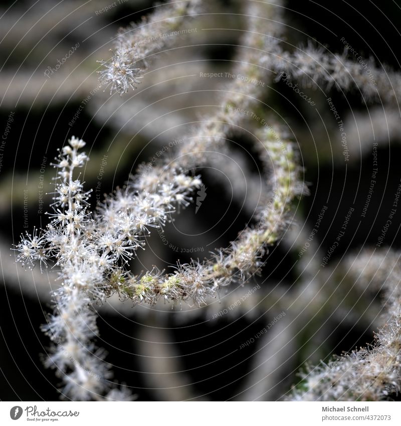 Intertwined flower stalks blossoms Delicate Fine Muddled gobbled limber Plant Close-up Macro (Extreme close-up) Detail Soft Shallow depth of field blurriness