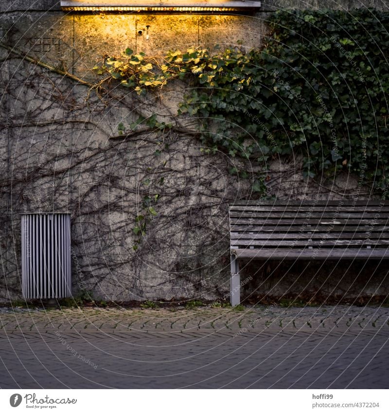 Ivy, trash can and bench in the park Park bench Lawn Sit Bench rubbish bin Wastepaper basket Nature Loneliness Silent Twigs and branches Seating Relaxation