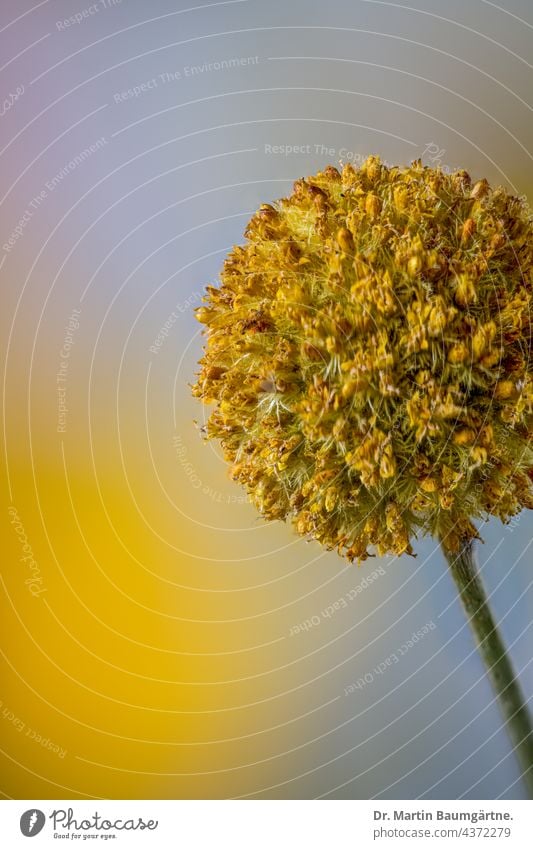 Inflorescence of Craspedia globosa, Billy button inflorescence shrub Flower Plant from Australia Yellow spherical composite asteraceae Compositae perennial