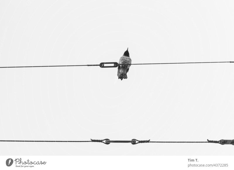 a raven sits on the tram overhead wire Prenzlauer Berg b/w Raven birds Overhead line chestnut avenue Berlin Bird Exterior shot Downtown Capital city Town