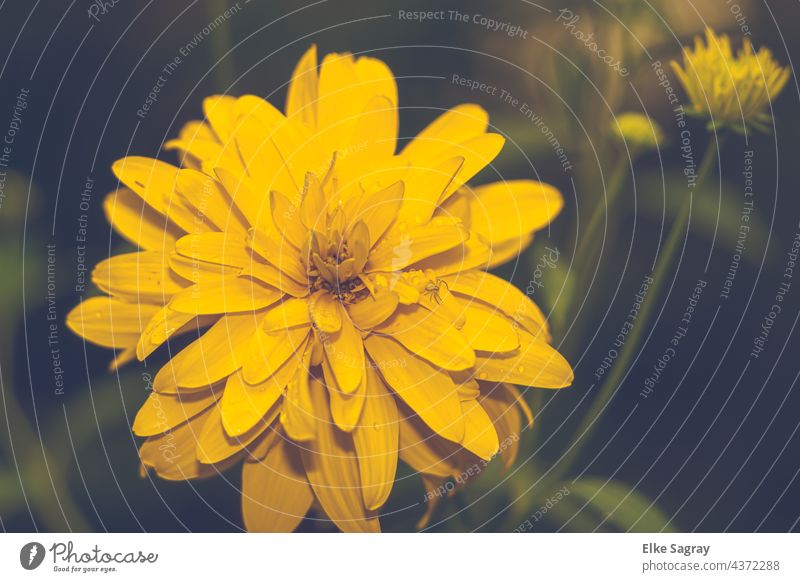 Small spider remains on a flower and waits for prey yellow blossoms Nature Yellow Blossom Exterior shot Close-up Plant Summer Garden Spider naturally Blossoming