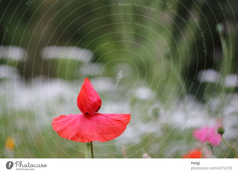 Poppy Dance on Mo(h)nday poppy flower Poppy blossom Corn poppy Flower meadow wax Summer Summerflower Nature Environment Flowering meadow Exceptional Close-up