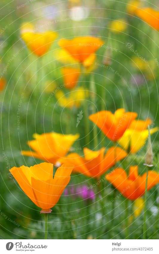 Mo(h)ntag again - Californian poppy on a flowering meadow California poppy Poppy Eschscholzia californica California red poppy nightcap poppy plant