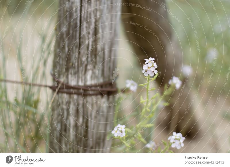 White flowers of the beach rocket (Cakile maritima) next to a fence made of wood and rusty wire Beach Ruff Cacile maritima Blossom duene Fence Sea Mustard