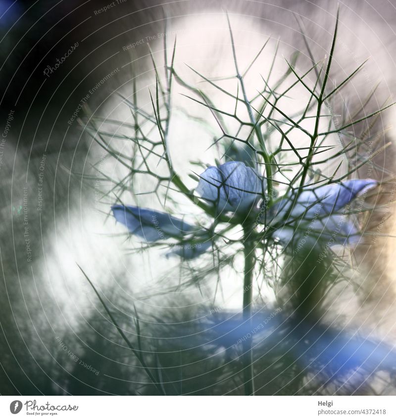 Interspaces - Maiden in the green backlit Love-in-a-mist Flower Blossom Flowering meadow Detail Macro (Extreme close-up) Close-up Back-light Spaces Black cumin