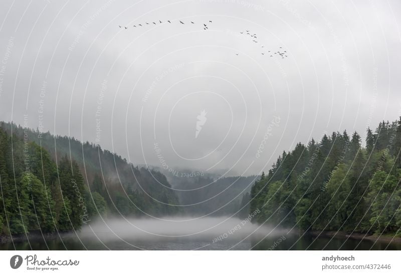 The river Saale on a rainy day with migratory birds in summer Background beautiful beauty climate cloudily country countryside ecology environment fantasy