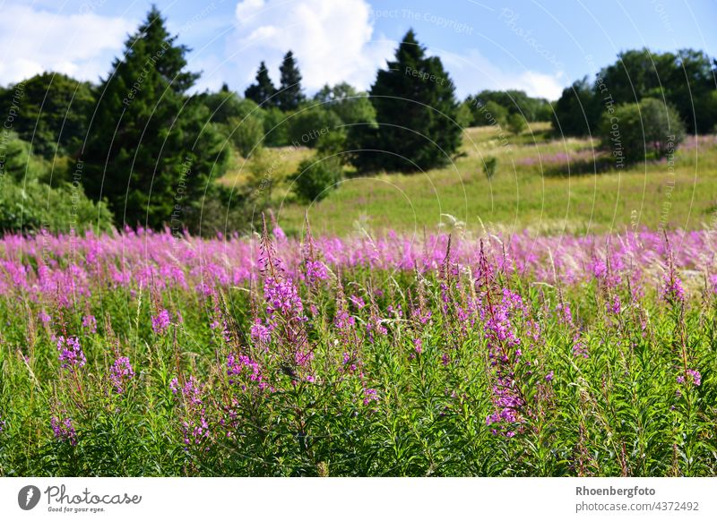 flowering willowherbs in the "Hohe Rhön Willowherb Fire weed Nature Flower Bavaria Thuringia Hesse Landscape Pink pink mountain rhöner Juniper bush shrub Tree