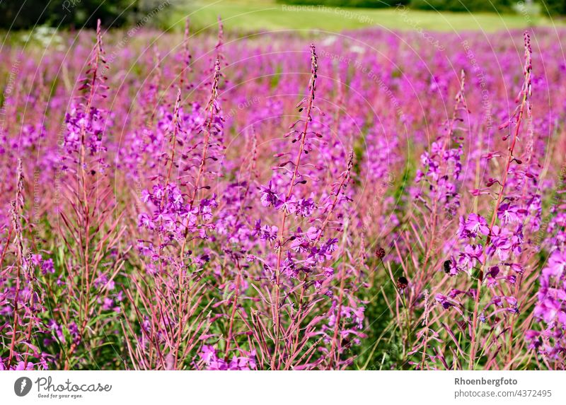 Meadow with countless blooming willowherbs Hohe Rhön Hesse Bavaria mountain Highlands Bog Black Moor heidelstein rhöner Vantage point Willowherb Grass grasses