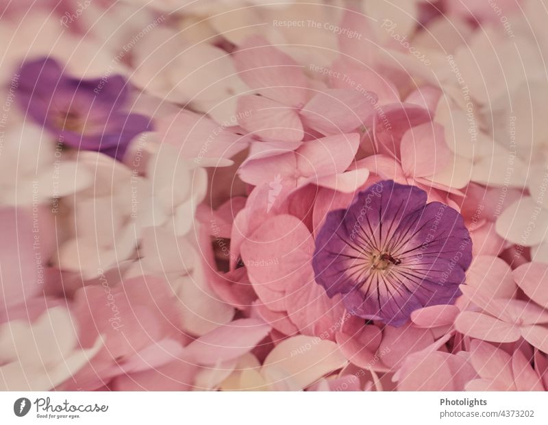 Garden flower potpourri of hydrangeas and cranesbill. garden flowers Potpourri storchenschnabel Pink White Violet pink pastel Pastel tone Nature Flower Blossom