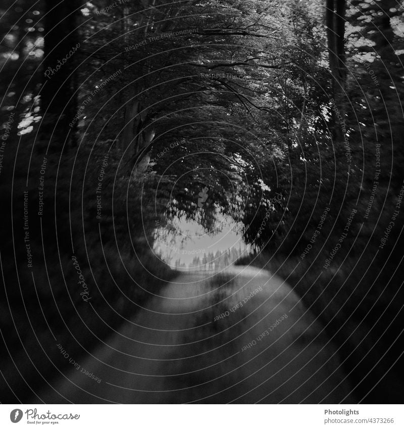 Way out of the forest. Picture in black and white off Street black-and-white Forest trees Landscape Nature Deciduous tree foliage deciduous trees leaves gravel