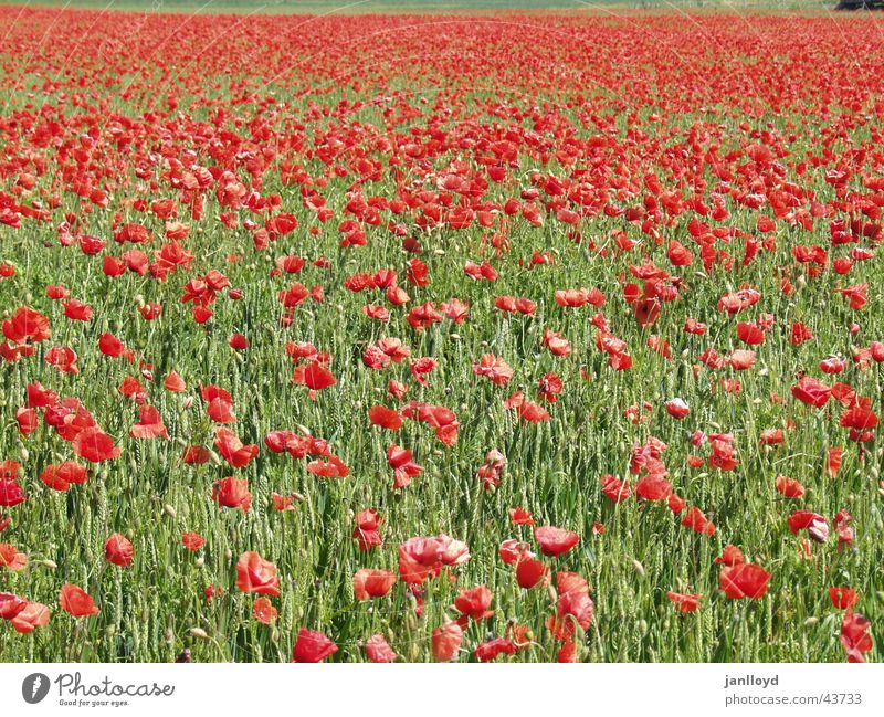 corn poppy Poppy Flower Field Red Green Graffiti