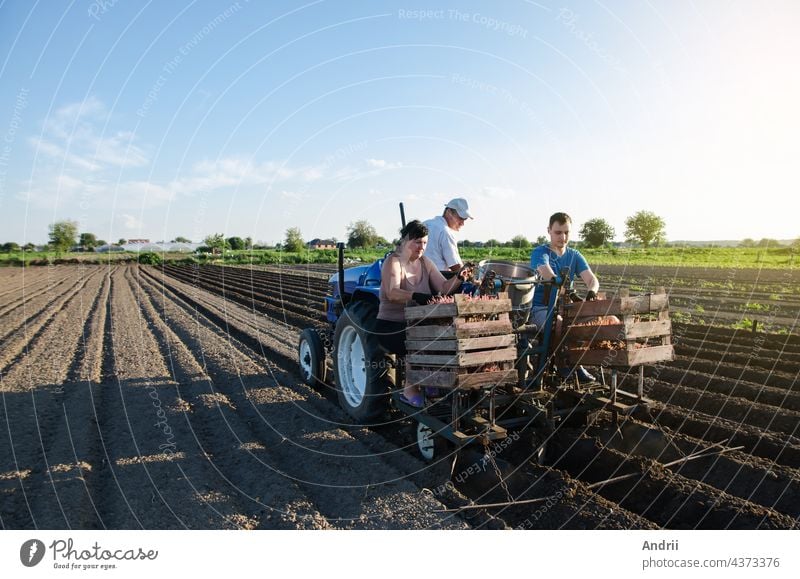 Workers are planting potatoes on the field. Automation of the process of planting potato seeds. Agricultural technologies. Agroindustry and agribusiness. New technological solutions to simplify work.