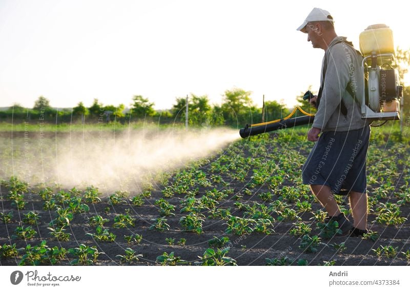 A farmer with a backpack spray treats the plantation with pesticides. Protection of plants from insects and fungal infections. Resistance of the crop to pests. Chemical industry in farming agriculture