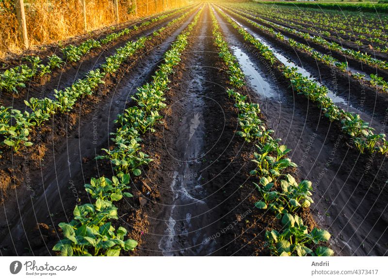 Wet soil on a potato plantation in the early morning. Rain and precipitation. Surface irrigation of crops on plantation. Agriculture and agribusiness. Growing vegetables outdoors on open ground field.