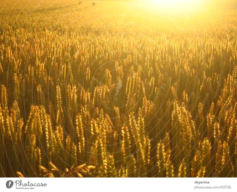 golden abundance Cornfield Sun Harvest blessing God's creation