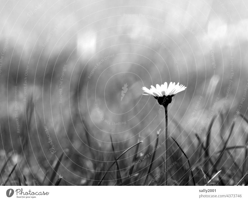 gaenseBluemchen Daisy Flower little flowers Meadow Summer Spring Plant Blossom Garden pretty Grass Black & white photo blossom Flower meadow Meadow flower