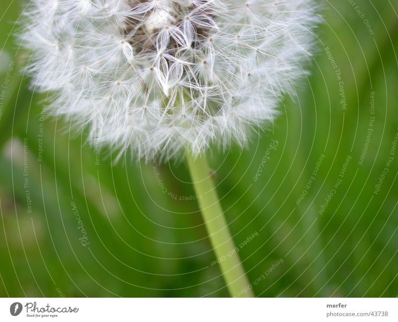 dandelion Dandelion Flower Green Blossom Stalk