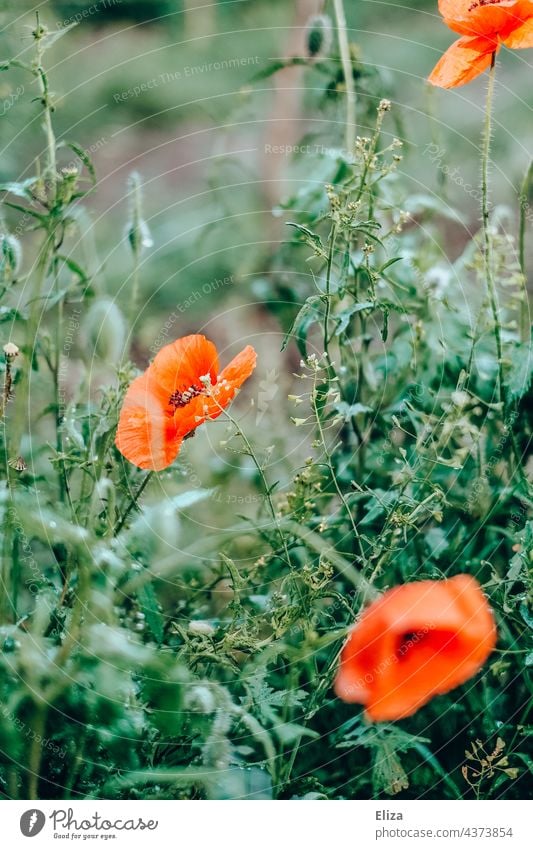 poppies Poppy blossom Corn poppy Red Spring flowers blossoms Meadow Green Poppy field Plant Flower