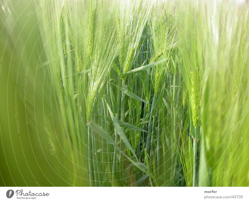 meadow Field Meadow Blade of grass Rye Green Grain