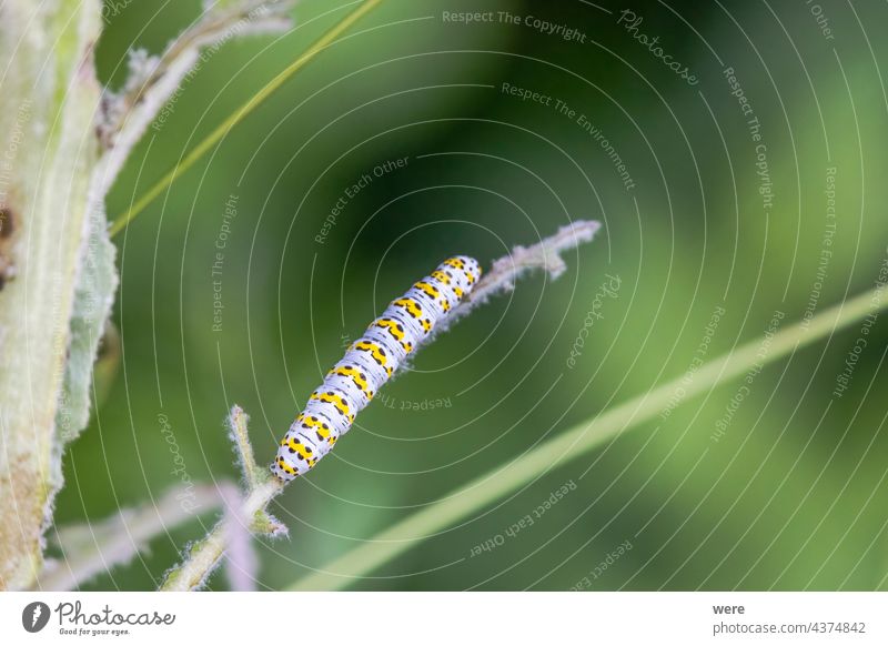 Colourful mullein caterpillar on the leaves of a mullein plant Butterfly Colorful rooms Cucullia verbasci Moth Verbascum Animal Caterpillar Copy Space Insect