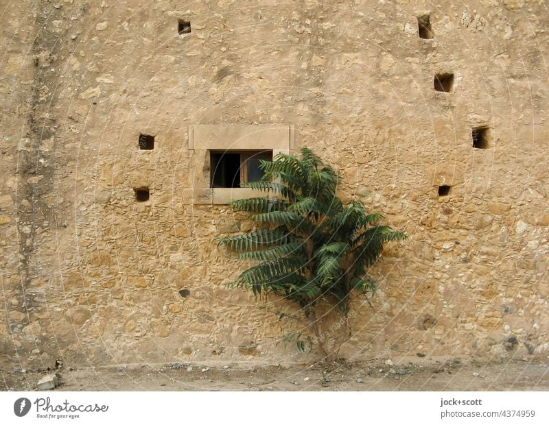 Solo on the old brick wall House (Residential Structure) Old Crete Greece Wall (building) Moody Romance Sunlight Facade Monastery Plant Window Architecture