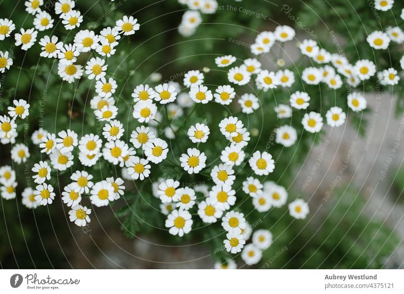 wild daisy flowers growing next to a stream california campground camping floral growth idyllwild life mount mountains nature perspective plant plants river