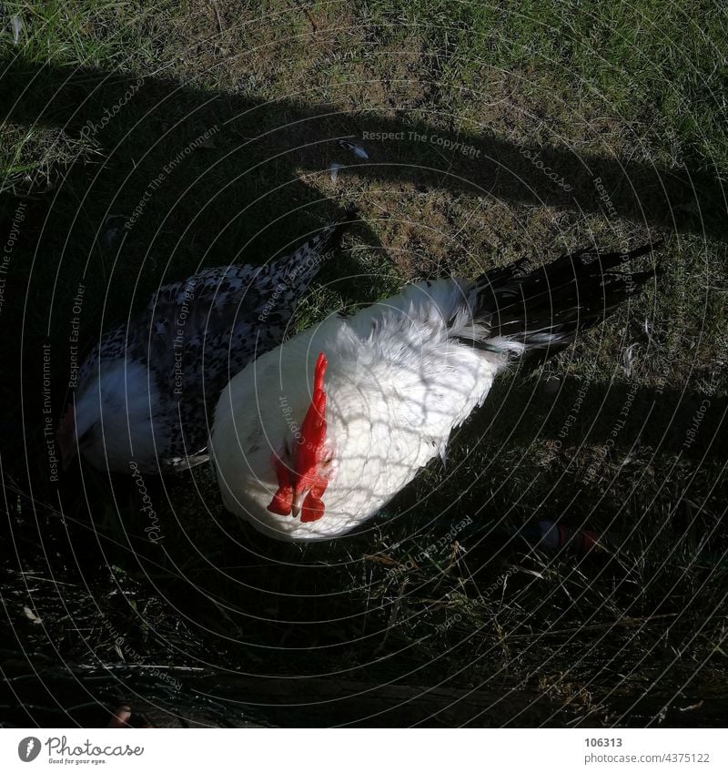 Cock Solo - The East Frisian Seagull Rooster chicken hen East Frisian Gull ostriesland Farm Animal Nature Poultry Bird Exterior shot Animal portrait