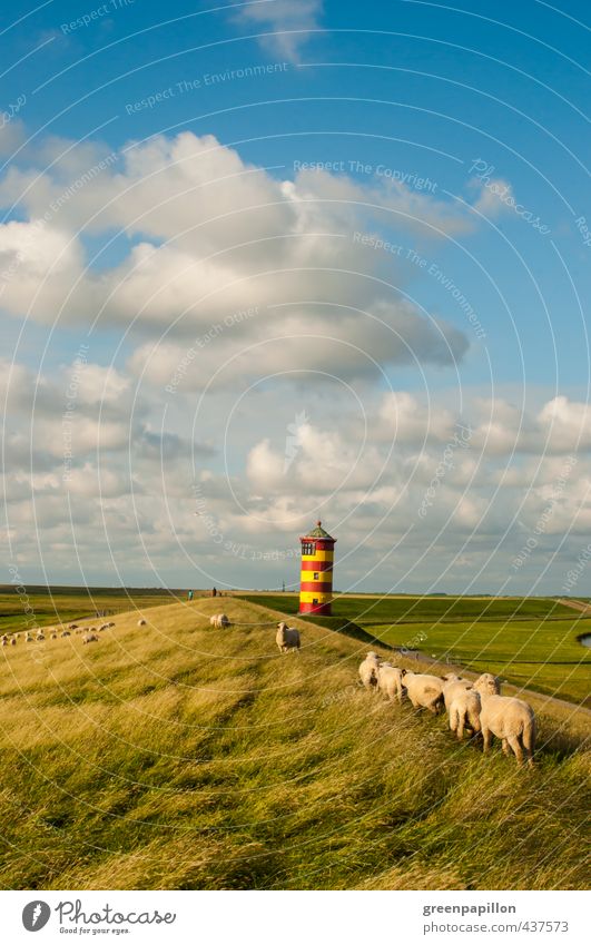 Sheep at the Pilsum lighthouse Environment Nature Landscape Water Sky Summer Autumn Coast Lighthouse Tourist Attraction Farm animal Herd Flock East Frisland