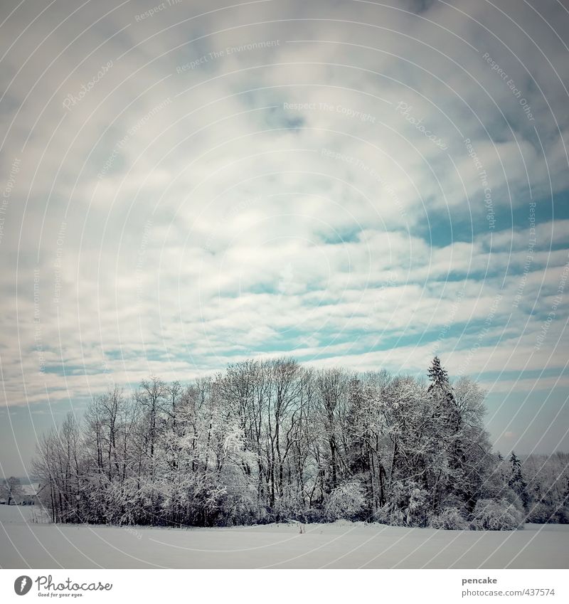 rest period Nature Landscape Sky Clouds Winter Snow Tree Field Forest Sign Esthetic Cold Rich pasture forest Allgäu Upper Swabia Rest day of rest 7 Snowscape