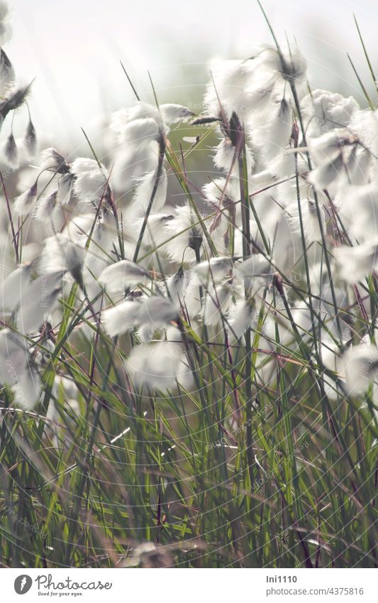 Fruiting inflorescences from cotton grass Spring nature conservation moorland Bog acid soil eriophorum Cotton grass Ornamental grass grasses Wild plant White