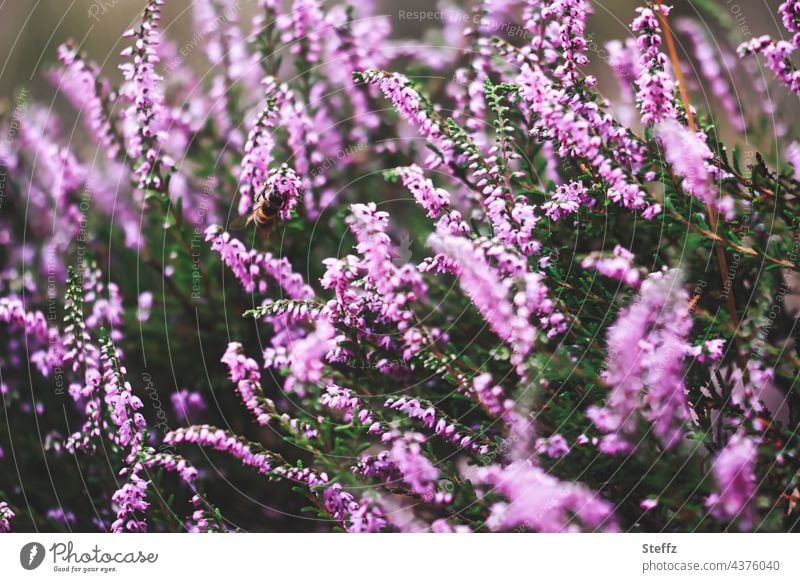 Heath blossom with a hidden bee Heathland heather blossom heather bush wild plants Honey Scent Bee Erika broom heathen calluna vulgaris Idyll Domestic Pink