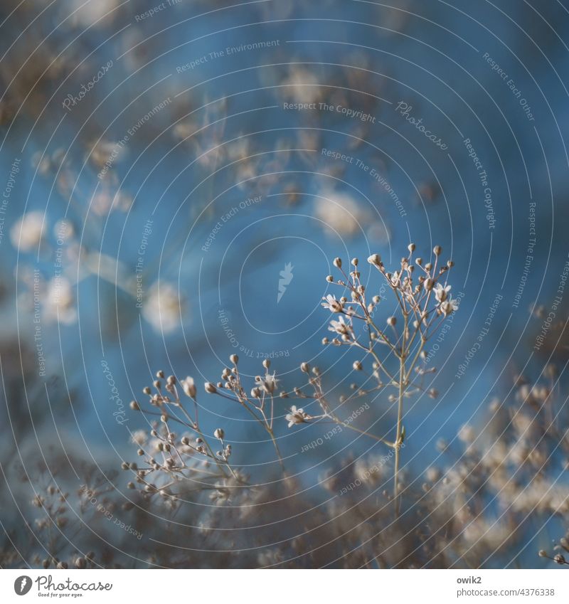 odds and ends Baby's-breath Close-up Subdued colour Fragile Transparent Delicate Small Thin Plant Structures and shapes Pattern Contrast Detail Nature