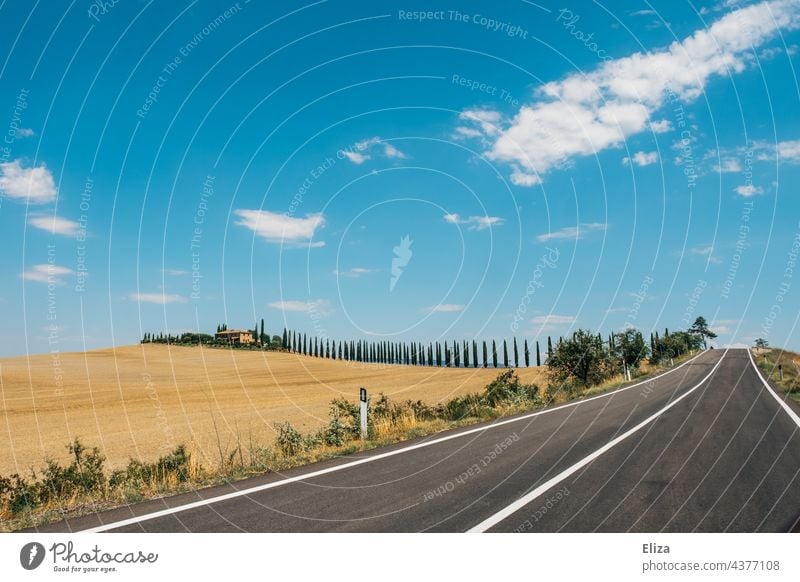 Country road through Tuscan countryside in summer with blue sky Tuscany travel Far-off places vacation Street Landscape Cypresses Italy Summer Blue sky Sparse