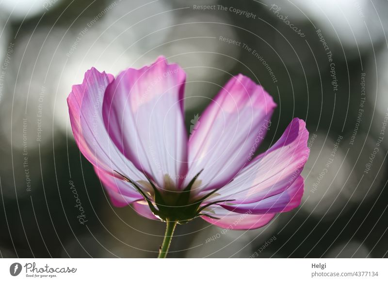 Close up of a jewellery basket in the back light Cosmea Cosmos Flower Blossom Close-up Macro (Extreme close-up) Flowering meadow Worm's-eye view Back-light