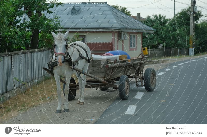 A wooden horse-drawn cart with a white horse parked beside the village road, in front of a fence and a house. Horse White Horse-drawn carriage Village