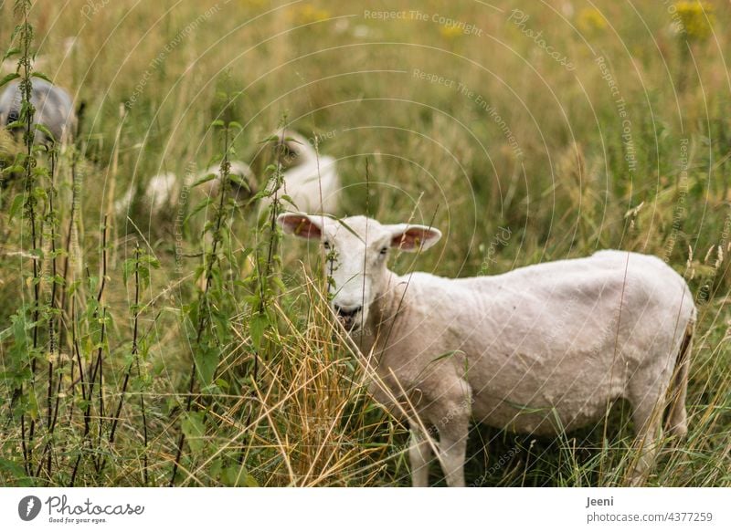 Shorn flock of sheep in a paddock Sheep Flock animals Meadow Herd Nature Wool Agriculture Willow tree Pelt Summer shorn Wooly White graze Village Farm