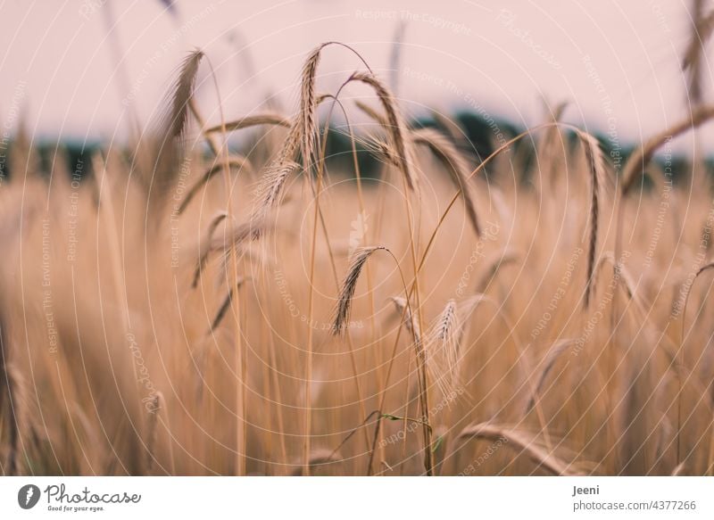 Harvest time - Barley field Grain Field Ear of corn Grain field Grain harvest Summer Agriculture agriculturally Cornfield Nutrition food food products Life