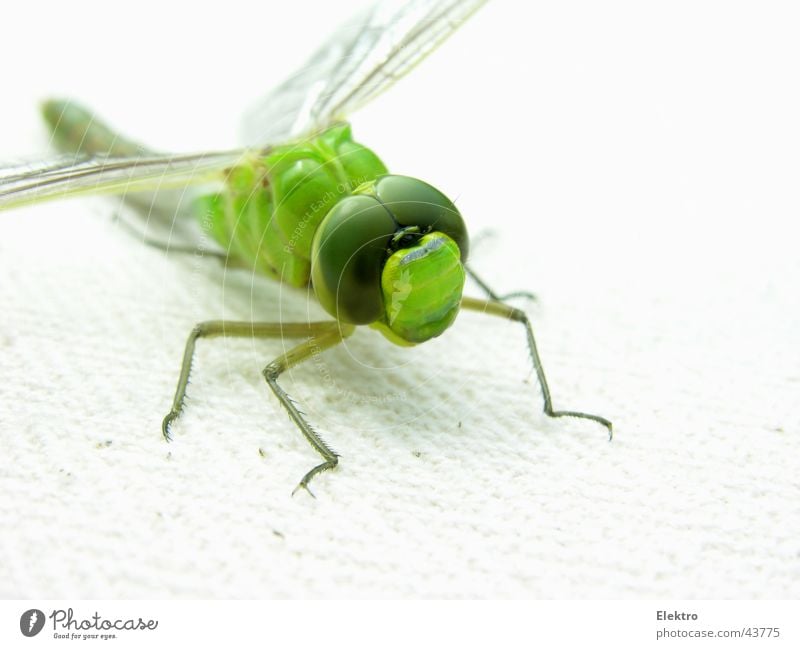 odonata Dragonfly Insect Wing Eyes Green Macro (Extreme close-up) Span Wing tip Grass Meadow Thief Spider Lake Pond Brook Garden Horticulture Summer departure