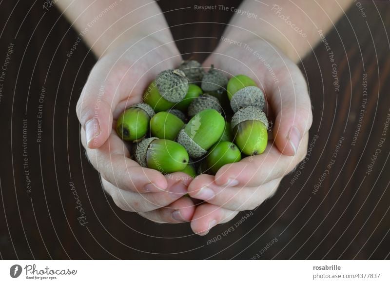 Beginning & end | green acorns in hands Acorn stop Harvest Green Sámen Environment Nature Plant Summer Autumn Tree Leaf Oak tree Detail Growth naturally Round