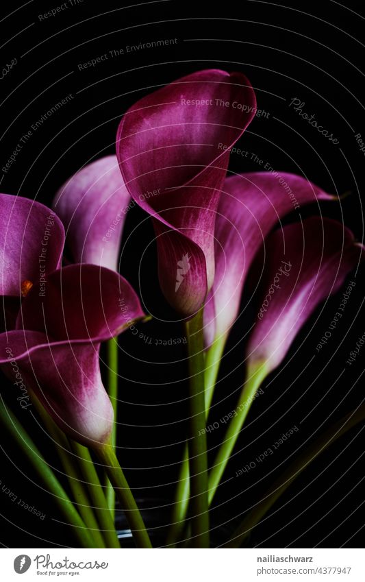 Zantedeschien. Kalla Calla Lilies Close-up detailed Detail single flower macro Dark Colour photo Elegant black background Beauty of nature Ostrich