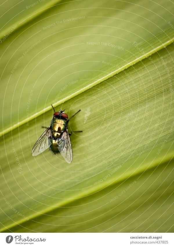 insect Nature Summer Beautiful weather Leaf Animal Fly 1 Line Sit Esthetic Authentic Simple Eroticism Free Friendliness Small Natural Cute Green